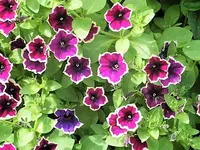 DSCI0165.webp