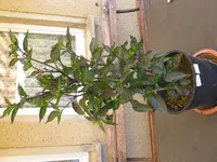 IMG_6242.jpg