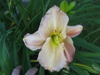 flocke_1024x768.webp