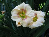 sil. woody james_1024x768.webp