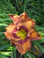 courting trouble _576x768.webp