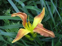 ginger twist_1024x768.JPG