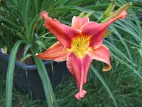 narrentanz_1024x768.webp