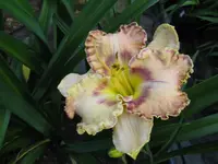 sink into your eyes 1_1024x768.webp