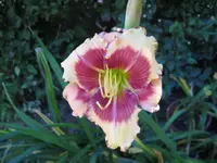 hello scremer_1024x768.webp