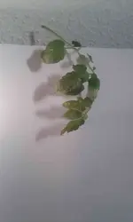 20180702_070620-1.webp
