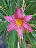 Taglilie2.webp