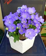 P1060317kau Glockenbl bs.webp