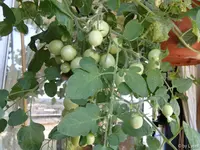 c039.webp