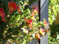 c042.webp