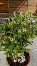 IMG_20180702_085956474.webp