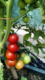 IMG_20180702_182657219.webp