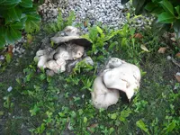 DSCN7765.webp