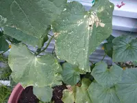 IMAG0107.webp