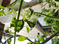 20180629_170311.webp