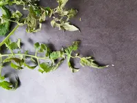 20180629_070639.webp
