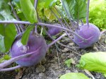 P1100102Kohlrabi.jpg