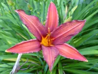 P1100108Taglilie 1.webp