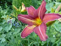 P1100109Taglilie 2.webp