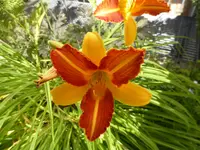 P1100117Taglilie 3.webp