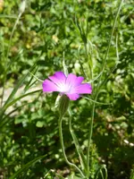 P1100132Kornrade.webp
