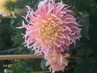 2018-07-01 My Love1.webp