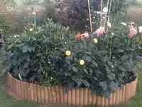 2018-07-01 Dahlienbeet Übersicht.webp