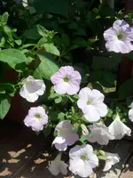 P7010644.webp