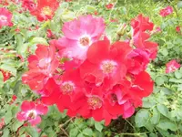 DSCI0088 (3).webp