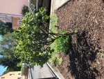 Obstbaum nach Sommerschnitt.jpeg