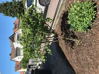 Obstbaum nach Sommerschnitt1.webp