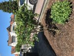 Obstbaum nach Sommerschnitt1.jpeg