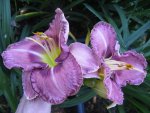 zebulon_1024x768.JPG