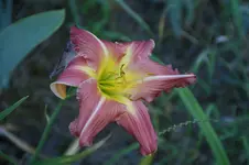 DSC06849.webp