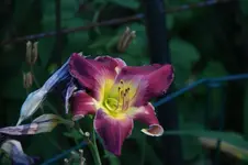 DSC06851.webp