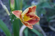 DSC06855.jpg
