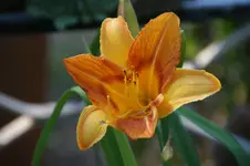 DSC06861.webp