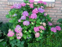Hortensie.jpg