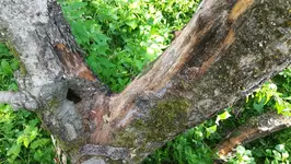 apfelbaum_2.webp