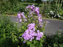 DSC03437.webp