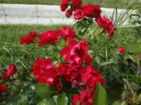DSC03423.webp