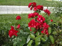 DSC03421.webp