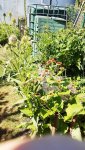 20180703_153217_resized.jpg
