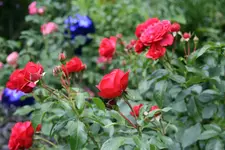 Rose Out of Rosenheim1318.webp