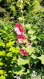 180703 Stockrose.jpg