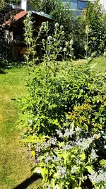 180703  naturnaher Garten.jpg
