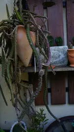 DSC09151.jpg