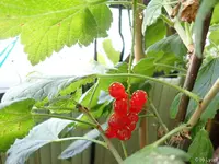 c046.webp