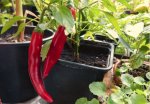 Riesen Chilis ;).jpg