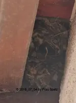 Forum Zaunkönig Nest Anbau 2018_07_04 P1100071.webp